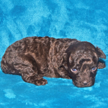 Labradoodle Puppy Poppi