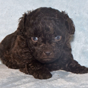 Labradoodle Puppy Poppi