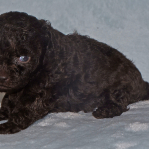 Labradoodle Puppy Poppi