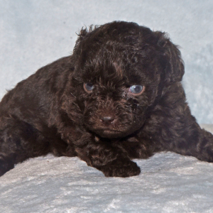 Labradoodle Puppy Poppi