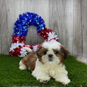 Shih Tzu Puppy Alfonso