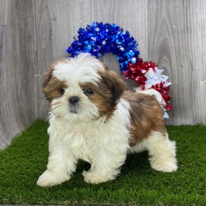 Shih Tzu Puppy Alfonso