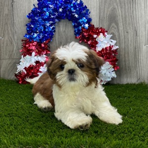 Shih Tzu Puppy Alfonso