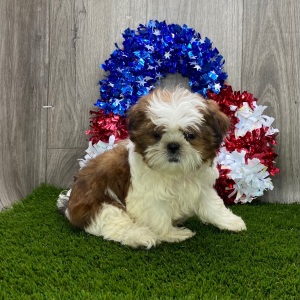 Shih Tzu Puppy Alfonso