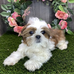 Shih Tzu Puppy Alfonso