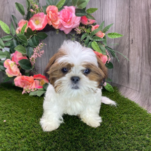 Shih Tzu Puppy Alfonso