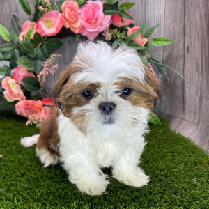 Shih Tzu Puppy Alfonso