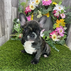 French Bulldog Puppy Annie