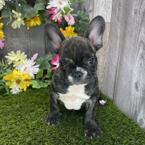French Bulldog Puppy Annie