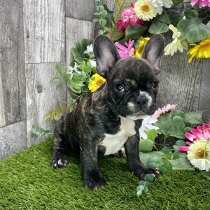French Bulldog Puppy Annie