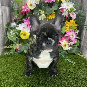 French Bulldog Puppy Annie