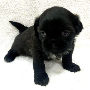 Shih Tzu Puppy Bon Bon