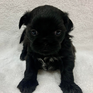 Shih Tzu Puppy Bon Bon