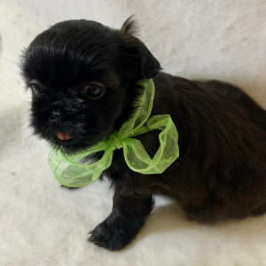 Shih Tzu Puppy Bon Bon