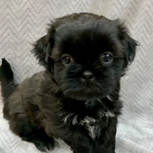 Shih Tzu Puppy Bon Bon