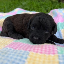 Labradoodle Puppy Nora