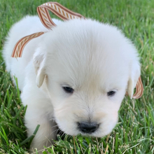 Golden Retriever Puppy Willie