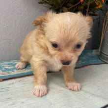 Chihuahua Puppy Liberty