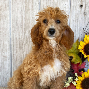 Cockapoo Puppy Dolly