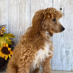 Cockapoo Puppy Dolly