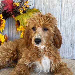 Cockapoo Puppy Dolly