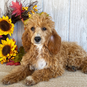 Cockapoo Puppy Dolly