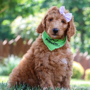 Poodle Puppy Anna