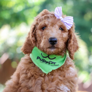 Poodle Puppy Anna