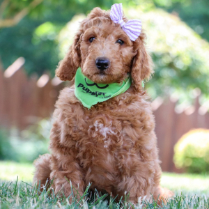 Poodle Puppy Anna