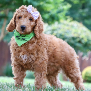 Poodle Puppy Anna