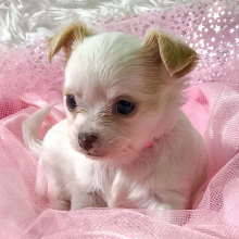 Chihuahua Puppy Ellie