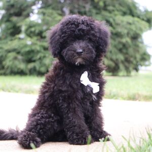 Bichonpoo Puppy Delon