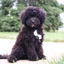 Bichonpoo Puppy Delon