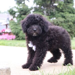 Bichonpoo Puppy Delon