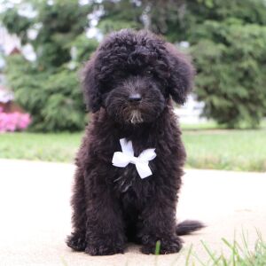 Bichonpoo Puppy Delon