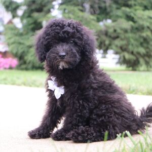 Bichonpoo Puppy Delon