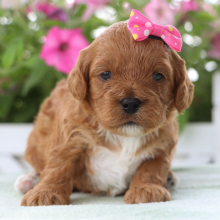 Cavapoo Puppy Fern