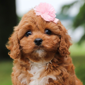 Cavapoo Puppy Fern
