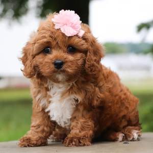 Cavapoo Puppy Fern