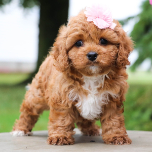 Cavapoo Puppy Fern