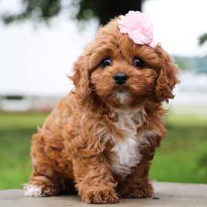 Cavapoo Puppy Fern