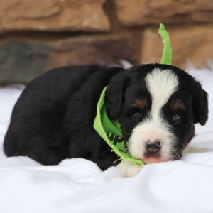 Bernedoodle Puppy Josee
