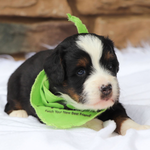 Bernedoodle Puppy Josee