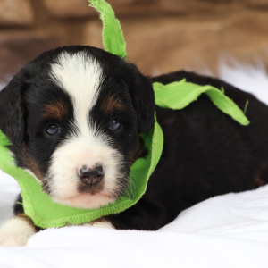 Bernedoodle Puppy Josee