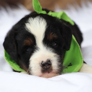 Bernedoodle Puppy Josee