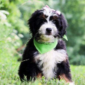 Bernedoodle Puppy Josee