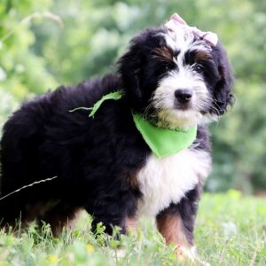 Bernedoodle Puppy Josee