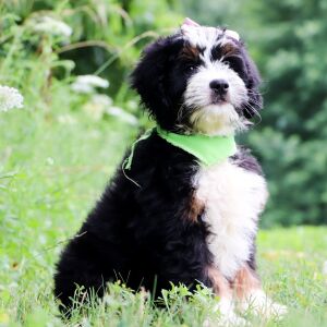 Bernedoodle Puppy Josee