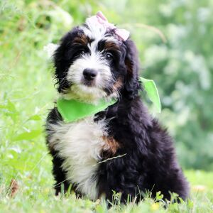Bernedoodle Puppy Josee