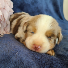 Australian Shepherd Puppy Hank